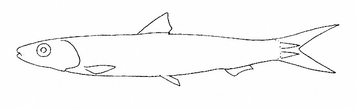 Representative of the family Clupeidae (Gosline & Brock, 1960, fig. 55)